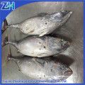 Sarda orientalis stripe tuna frozen bonito fish with prices 750g up